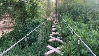 Ghaf Tree Forest