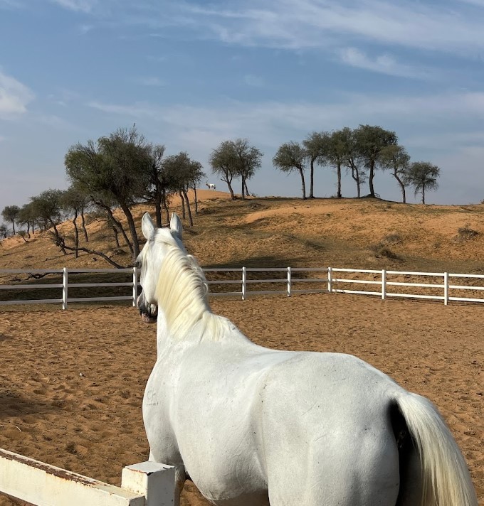 Paddock Cafe Ras Al Khaimah