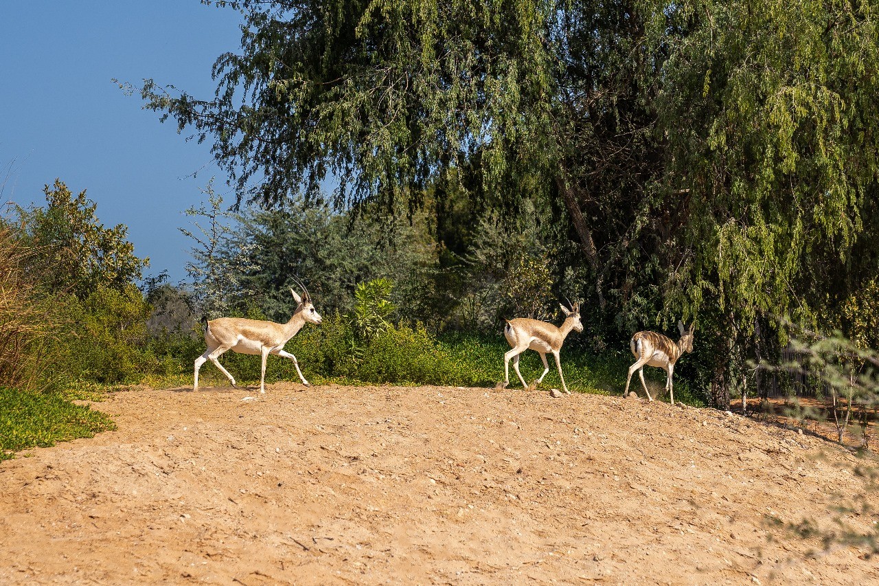 Bab Al Nojoum - Mugheirah