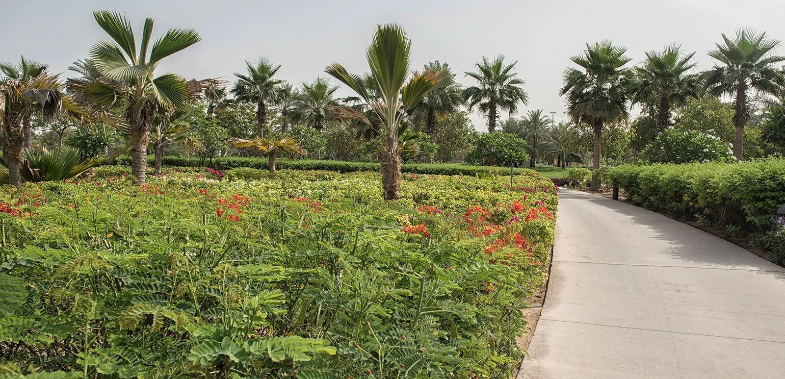 Pathway through lush garden at Umm Al Emarat Park, Abu Dhabi.