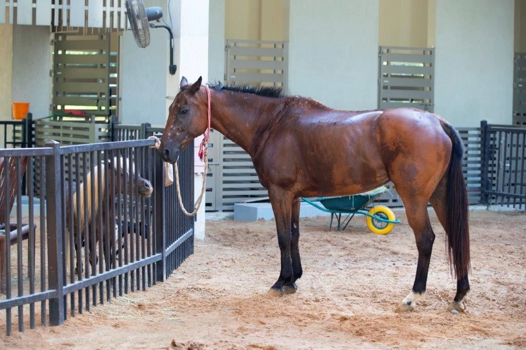 Horse and pony in Umm Al Emarat Park, Abu Dhabi enclosure.
