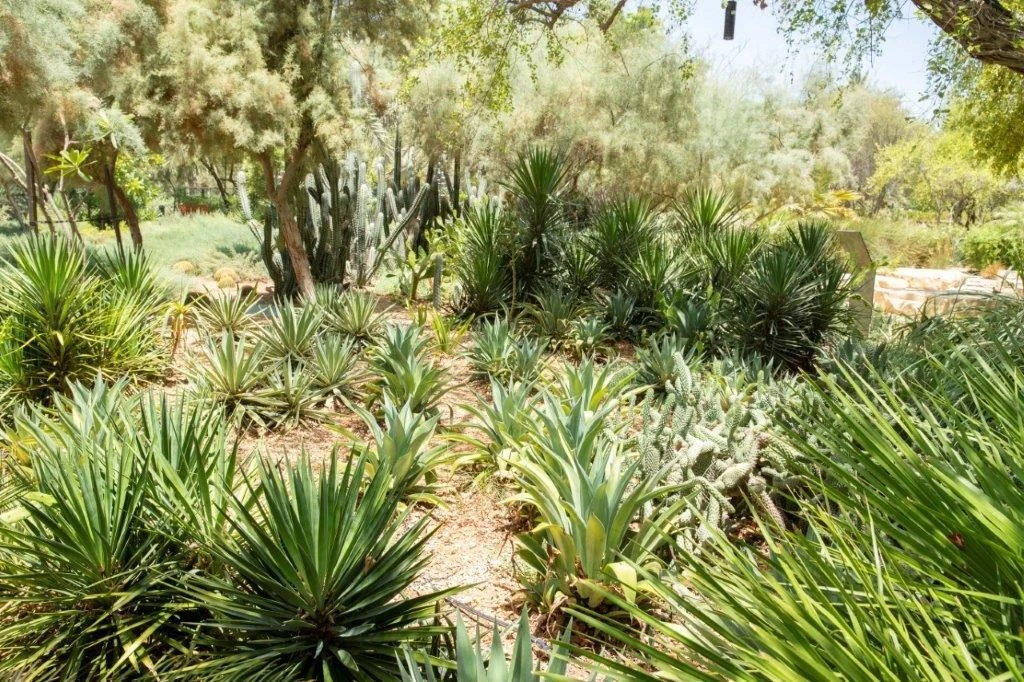 Lush greenery and cacti at Umm Al Emarat Park, Abu Dhabi.