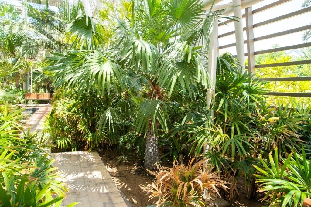 Lush greenery and pathway at Umm Al Emarat Park, Abu Dhabi.