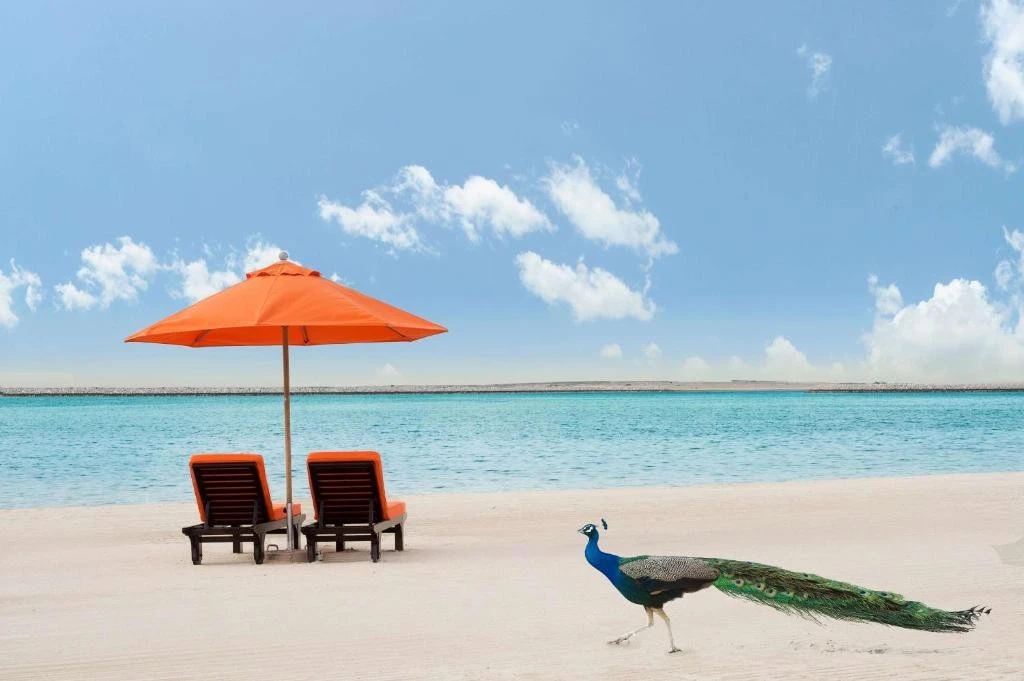 Peacock on beach, orange umbrellas, JA Beach Hotel, Dubai.