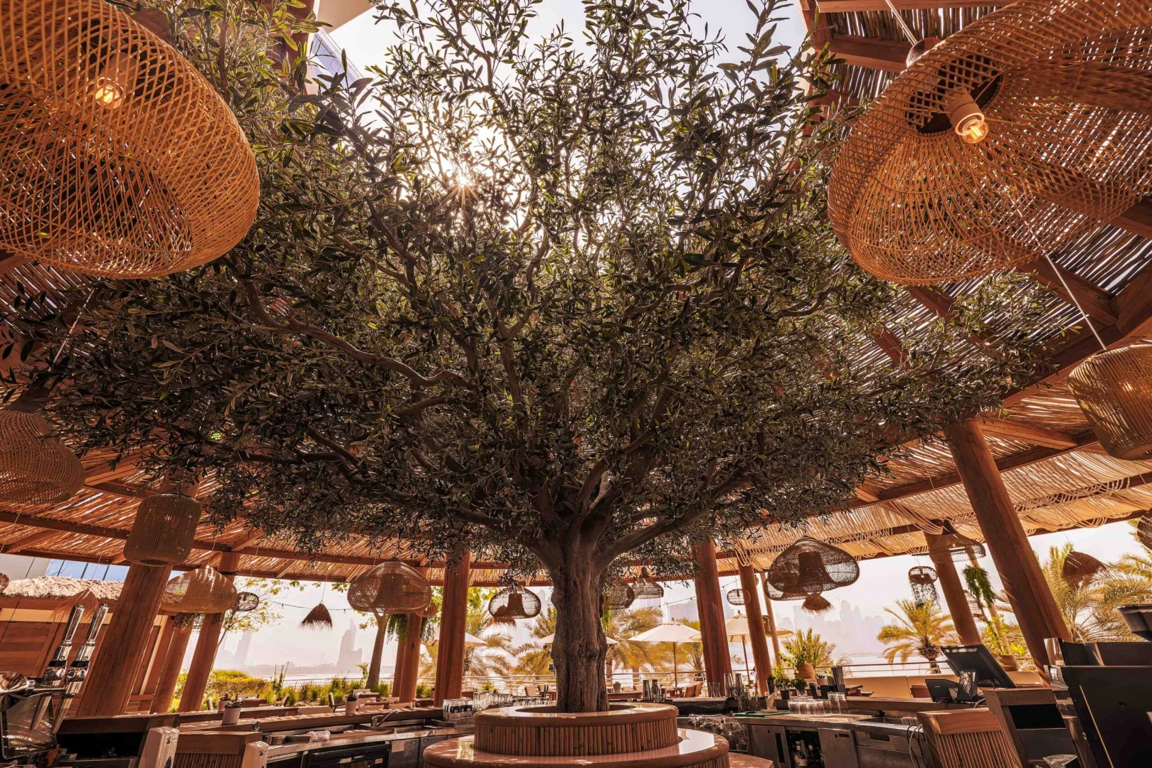 Central tree under wooden canopy at Ula Dubai Beach Club.