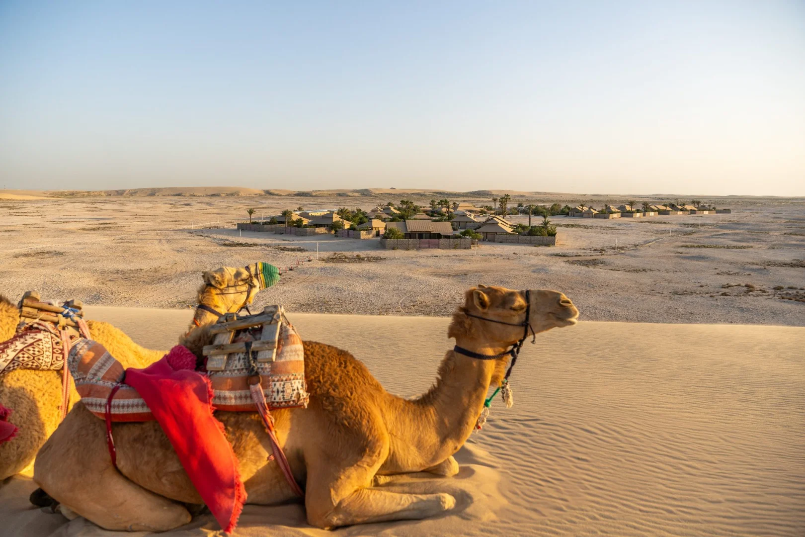 Camels resting near The Outpost Al Barari, Doha, Qatar desert landscape.