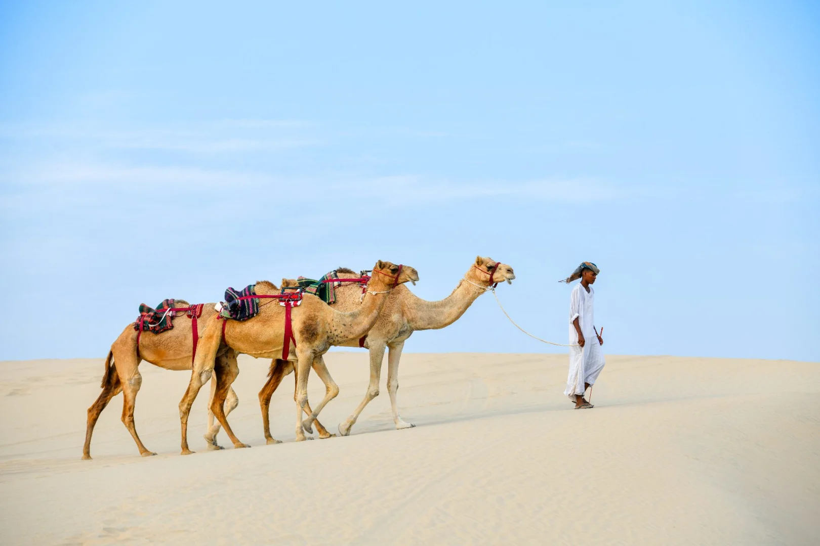 Person leading camels through desert at The Outpost Al Barari, Doha, QATAR